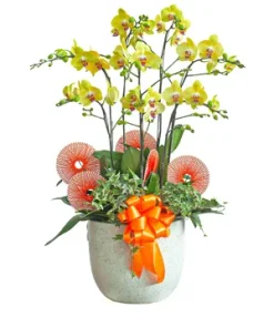 chậu lan hồ điệp khởi sắc thành công