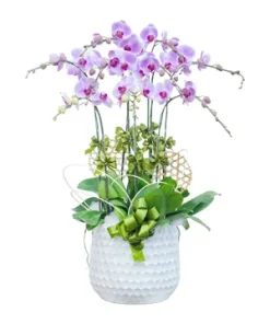 chậu lan hồ điệp đại cát khai xuân