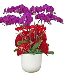 chậu lan hồ điệp hồng phát vinh hoa