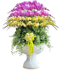 chậu lan hồ điệp đại hưng phú thành