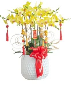 chậu lan hồ điệp rạng danh thịnh vượng