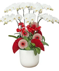 chậu lan hồ điệp toả sáng thành công