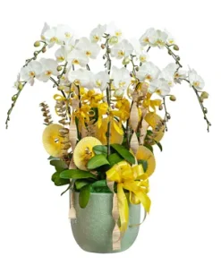 chậu lan hồ điệp phúc khí an khang