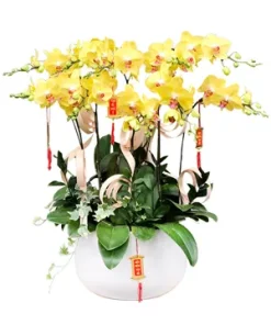 chậu lan hồ điệp lan vàng khởi nghiệp