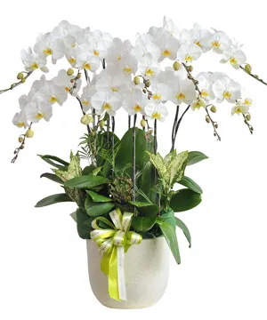 2950 chậu lan hồ điệp lan nở phát lộc