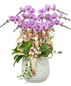 chậu lan hồ điệp mừng ngày hưng thịnh