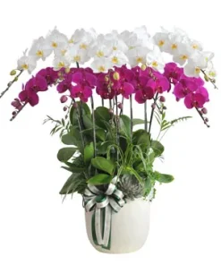 chậu lan hồ điệp lan chúc đại thành