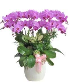 chậu lan hồ điệp sắc xuân ngút ngàn