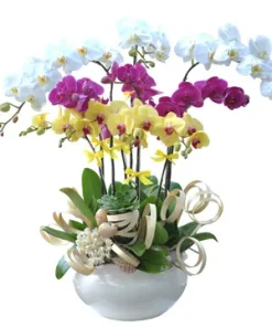 chậu lan hồ điệp huơng lan bình yên