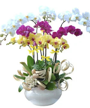 3150F chậu lan hồ điệp huơng lan bình yên