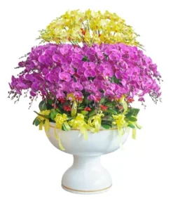 Chậu Lan Hồ Điệp Cát Lộc An Khang