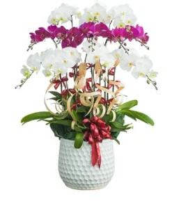 chậu lan hồ điệp gió mới an nhiên