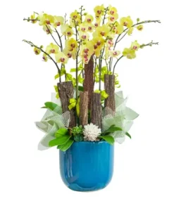 chậu lan hồ điệp hương ngọc sớm mai