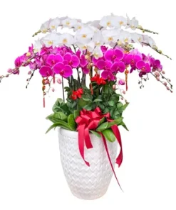 chậu hoa lan hồ điệp nét xuân duyên dáng