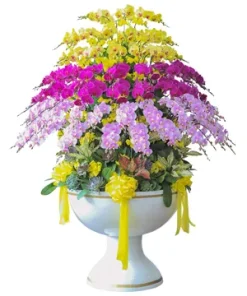 chậu lan hồ điệp vang sơn phát đạt