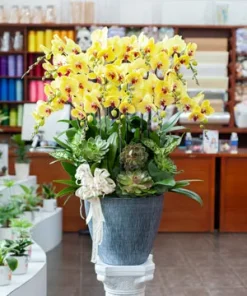 chậu lan hồ điệp ngọc phát trường tồn