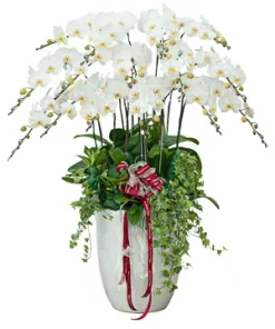 chậu lan hồ điệp hương lan mộng mơ