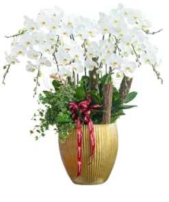 chậu lan hồ điệp kim lan thịnh vượng