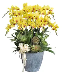 chậu lan hồ điệp ngọc phát trường tồn