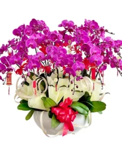 chậu lan hồ điệp tài lộc nở hoa