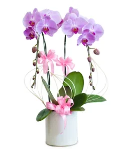 chậu lan hồ điệp kim hoa đại cát