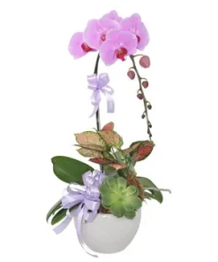 chậu lan hồ điệp ngân sắc an gia