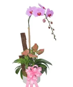 chậu lan hồ điệp phú lan cát tường