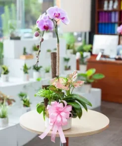 chậu lan hồ điệp phú lan cát tường