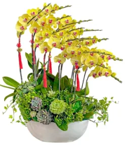 chậu lan hồ điệp vàng son phát đạt