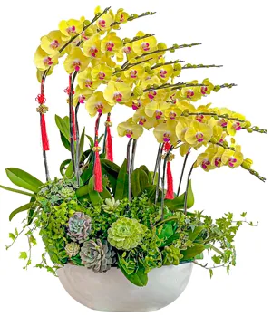 5670 chậu lan hồ điệp vàng son phát đạt