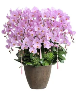 chậu lan hồ điệp ngọc lan tài lộc