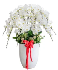 Chậu lan hồ điệp đại lộc hưng gia