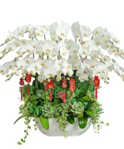 chậu lan hồ điệp vạn vượng như ý