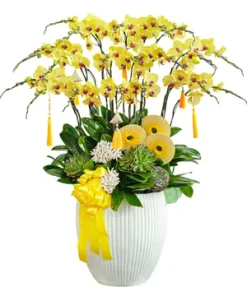 Chậu lan hồ điệp hoa vàng phú quý