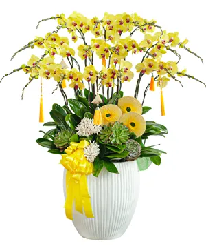 Chậu lan hồ điệp hoa vàng phú quý