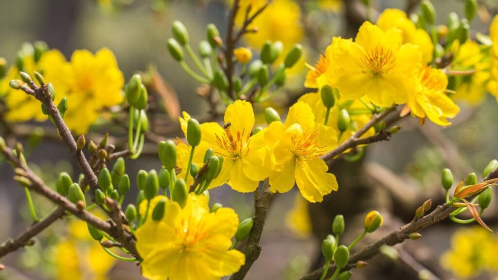 12 LOẠI HOA CHƯNG TẾT ĐẸP, LÂU TÀN THU HÚT MAY MẮN, TÀI LỘC 1 hoa chưng tết