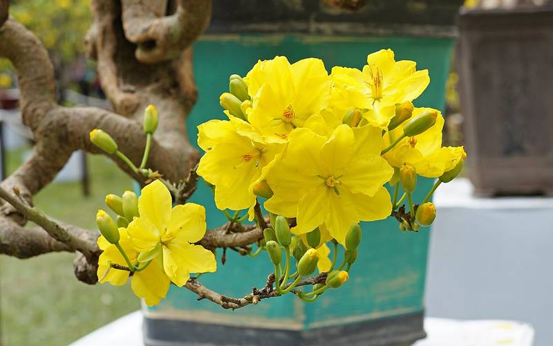 hình ảnh hoa mai tết